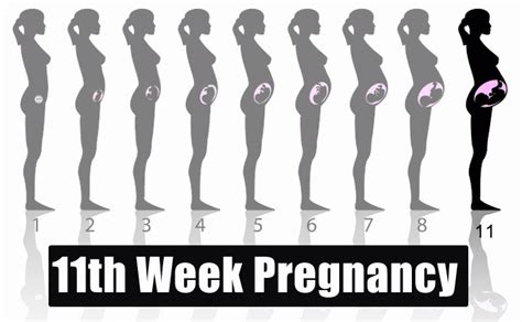 11th Week Pregnancy Symptoms Baby Development Tips And Body Changes
