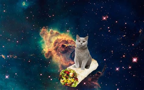 Finally An Hd Image Of A Cat Flying Through Space On A Burrito I