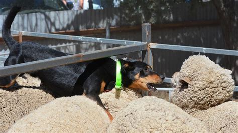 Maybe you would like to learn more about one of these? Coopendale Charlie sets $14,000 record at Jerilderie ...