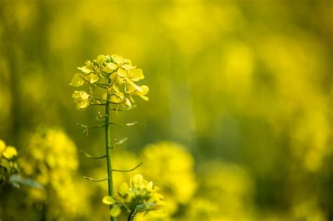 Mustard Flower Stock Images Search Stock Images On Everypixel