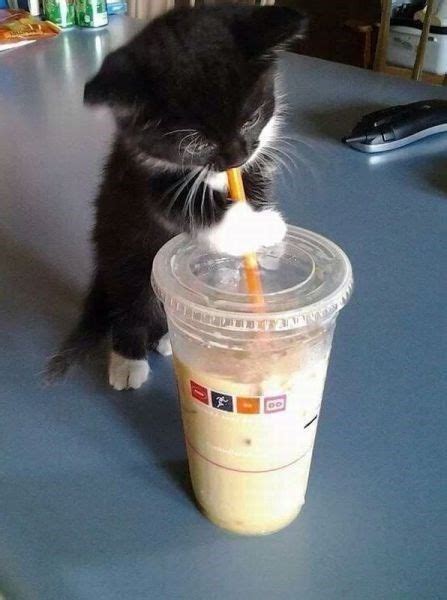 Kitten Drinking Milk With A Straw Cute Little Animals Cute Funny