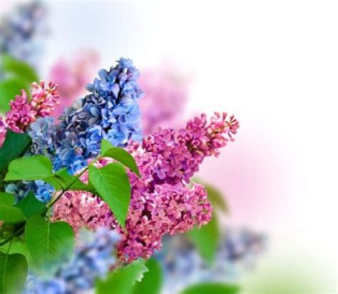 Lilacs Flowers Lillac Spring Blossom Hd Wallpaper Peakpx