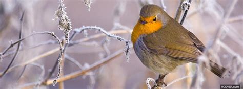 Winter Bird Animals Photo Facebook Cover