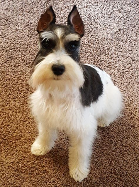 Emmy Lou Black And Silver Parti Miniature Schnauzer Just Groomed