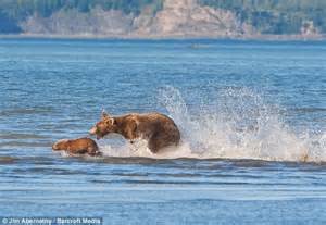 Mother Bear Saves Her Cub From Coming To A Grizzly End Daily Mail Online