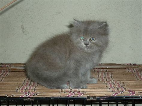 Dark Grey Persian Kitten For Sale Adoption From Kuala Lumpur Adpost