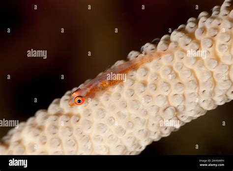 Whip Coral Goby Bryaninops Yongei Stock Photo Alamy