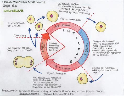 Esquema Ciclo Celular Enseñanza Biología Clase De Biología