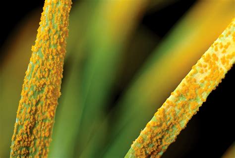 Newly Identified Gene Helps Combat Devastating Disease Of Wheat Plants
