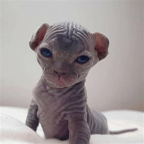 Pin By Invisible Cloack On Oh My Cat Cute Hairless Cat Cute Baby