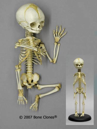 Human Fetal Skeleton 32 Weeks Articulated Flexible Replica Human