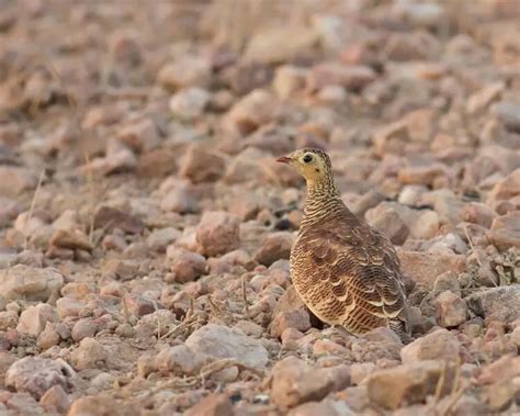 Painted Sandgrouse Facts Diet Habitat And Pictures On Animaliabio