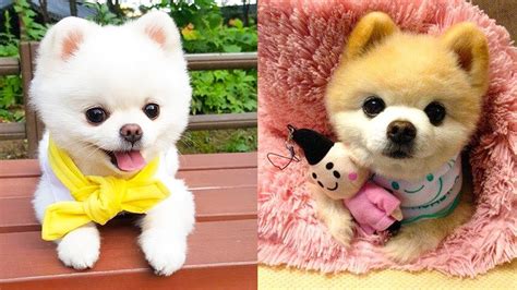 Baby Dogs Cutie Funny And Cute Dog Videos Compilation 26 Fluffy