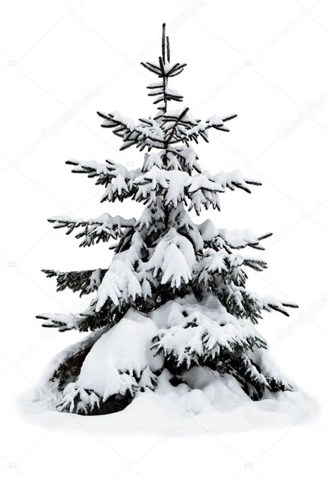 Winter Christmas Tree Covered With Snow On White — Stock Photo © Tro
