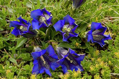 Clusiuss Gentian Gentiana Clusii Photograph By Bob Gibbonsscience