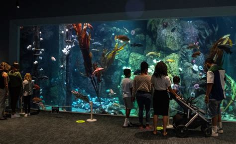 Aquariums Reopening At Point Defiance Zoo In Tacoma Seattles Child