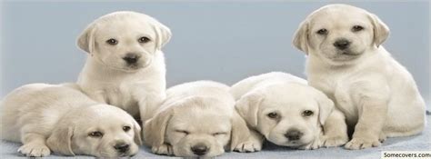 Cute Puppies Facebook Timeline Cover Facebook Covers Myfbcovers