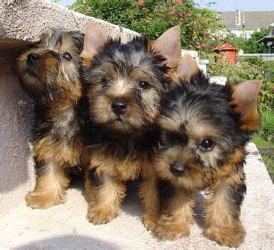 The australian terrier is a tough, cheeky little fellow with courage that reminds people of a much larger dog. Adorable Silky terrier puppies! (No, they're not Yorkies ...