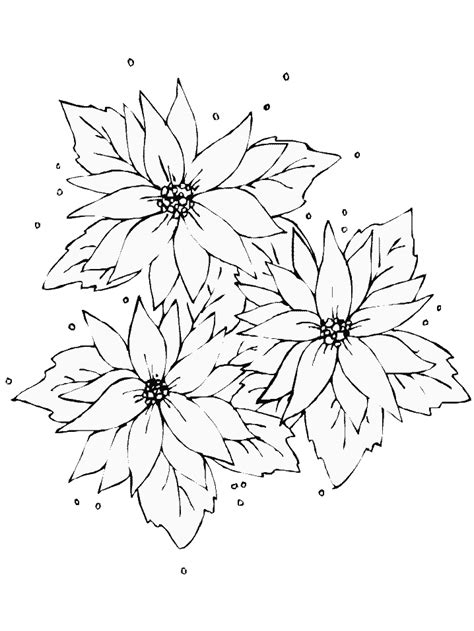 Line drawing pics 640x819 poinsettia flower coloring pages forever coloring 1300x1160 poinsettia plant black and white stock photos amp images Poinsettia Picture - Coloring Home
