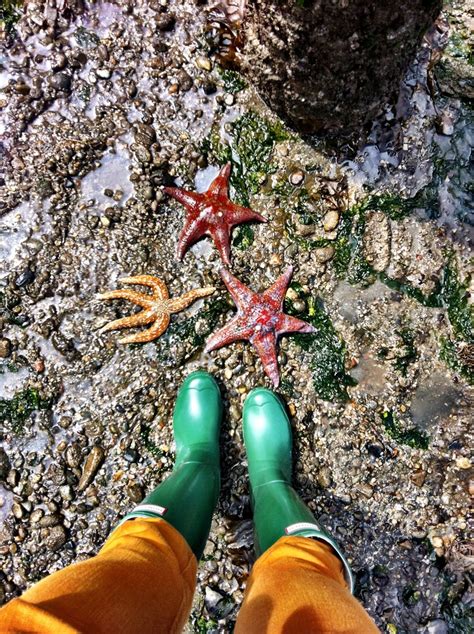 Beautie Finds At Saltars Point Steilacoom Wa Hunters Wellies