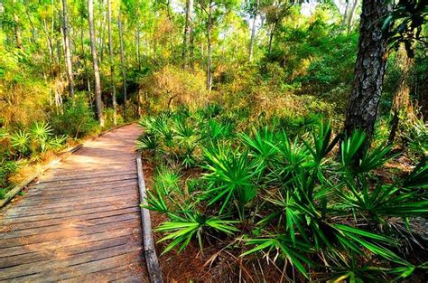 Dauphin island audubon bird sanctuary. Dauphin Island Bird Sanctuary, Coastal Birding Trail, Alabama