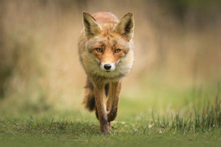 The fund for wild nature is an environmental organization that gives financial support to grassroot projects and organizations that work for the protection of biodiversity and wilderness. Reynard the fox is a character in European folklore and fables
