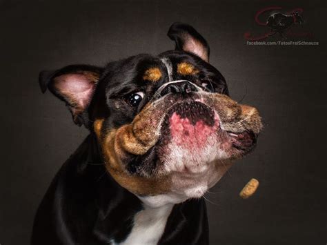 Humorous Photos Of Dogs Trying Really Hard To Catch Treats In Midair