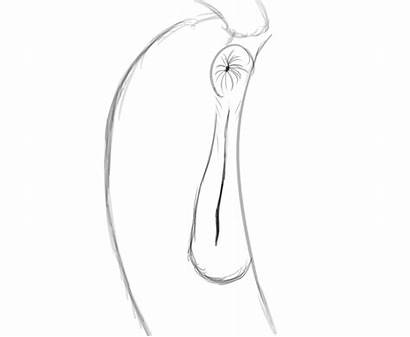 Pussy Horse Close Female Animated Clitoris Anatomically