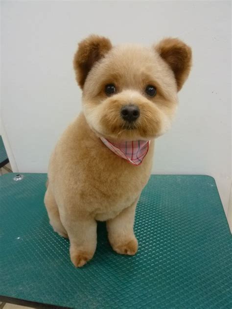 17 Best images about Dog Grooming: Cute Teddy Bear Heads ...