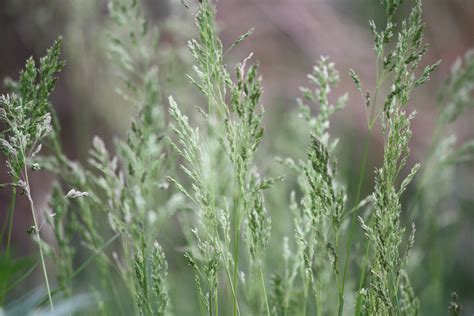 Tall Spring Grass Gone To Seed Picture Free Photograph Photos