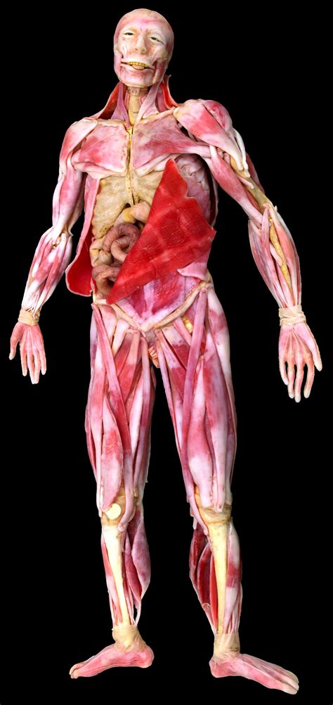 Cardiac muscle is found only in the heart and is responsible for pumping blood throughout the body. muscular full body model includes all of the major skeletal, muscular, and cartilaginous ...