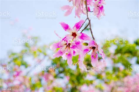 Pink Flowers Of The Silk Floss Tree Ceiba Speciosa Formerly Chorisia