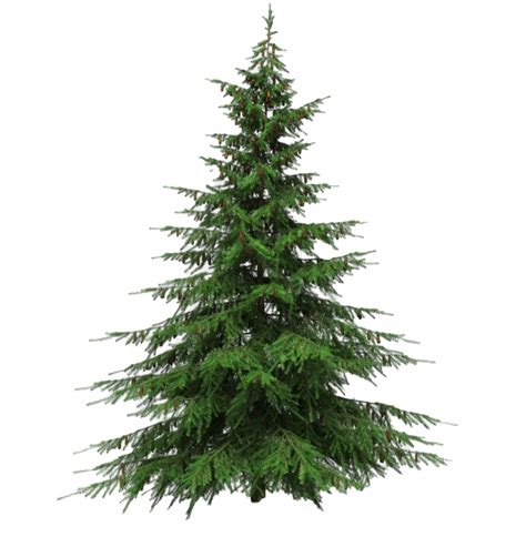 You can download and print the best transparent christmas tree png collection for free. Artificial Christmas Tree PNG Transparent Picture | PNG Mart