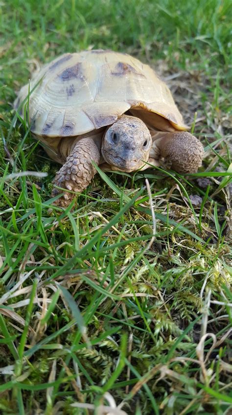 Good job of getting legendary stuff. Since you all seemed to like my little tortoise here he is ...