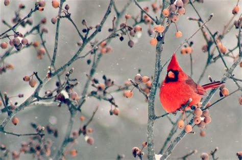 Ask The Bird Experts Do Cardinals Mate For Life Birds And Blooms