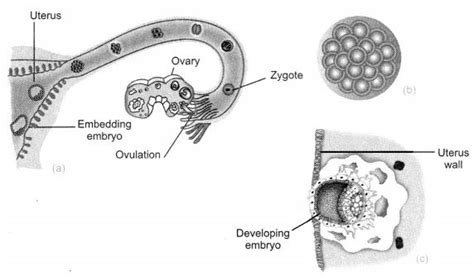 Who was the first person to see the cell? Reproduction in Animals Class 8 Notes Science Chapter 9 ...