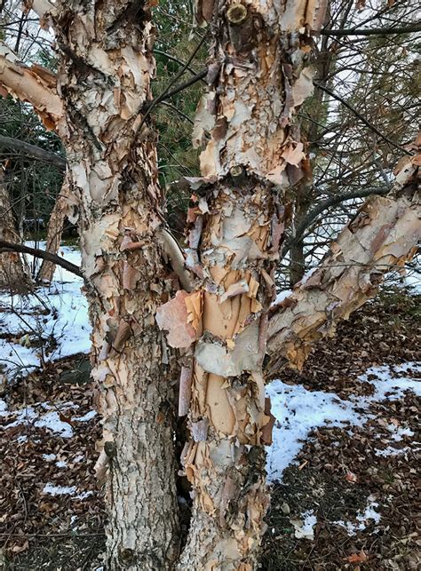 Beautiful Bark On Deciduous Trees Finegardening