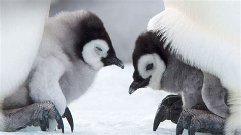 8 Baby Penguins That Are Pretty Cute But Dont Stand A Chance Against Hillary Clinton In 2016