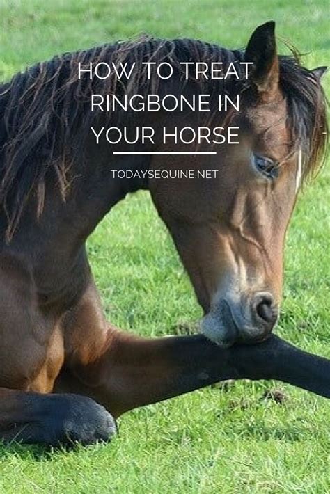 Ringbone In Horses 101 Causes Symptoms And Recovery Todays Equine