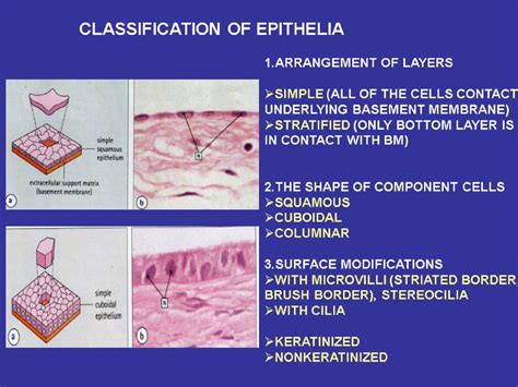 Tissues The Histophysiology Of The Epithelial Tissue Tissue