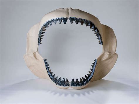 Megalodon Babies Ate Their Shark Siblings In The Womb Leading Them To
