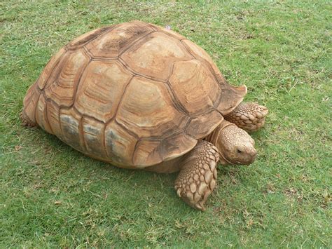 African Spurred Tortoise Geochelone Sulcata Honolulu Zoo Flickr