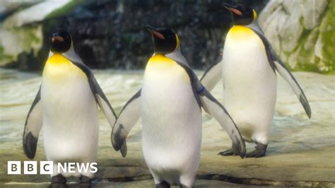 Berlin Gay Penguins Adopt Abandoned Egg Bbc News