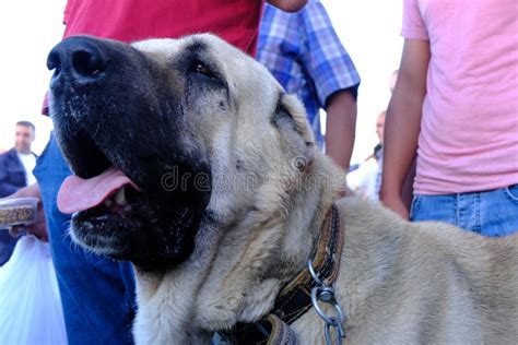 The Sivas Kangal Dog Turkey Pedigreed Breed Stock Image Image Of