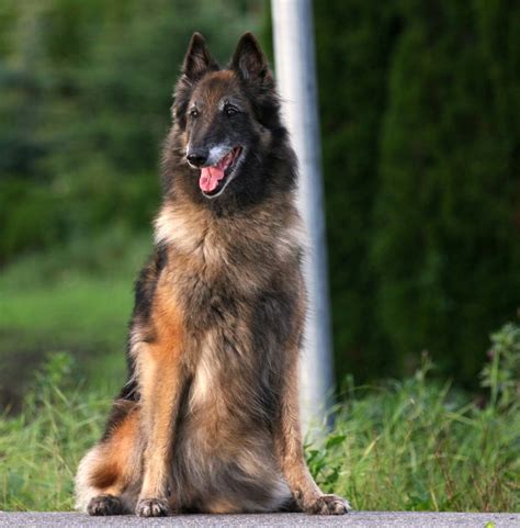 The belgian tervuren is a breed of dog named after a town in belgium. Belgian Shepherd Tervuren Breed Guide - Learn about the ...