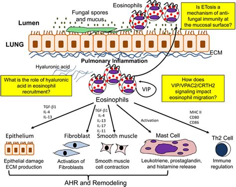 Function Of Eosinophils In The Allergic Lung In The Allergic Lung