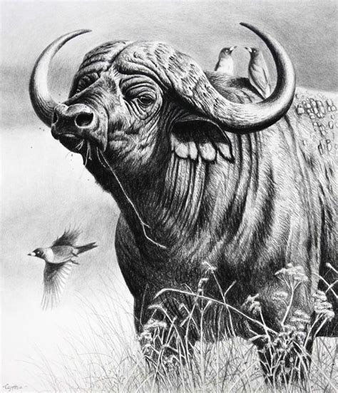 Realistic African Animal Drawings