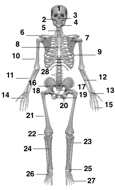 Endlich pause 20 ab zum skelett anatomie anatomie skelett. Das menschliche Skelett - www.mein-lernen.at