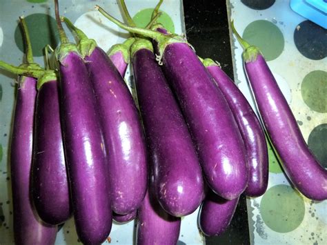300 Long Purple Eggplant Seeds Oneill Seeds