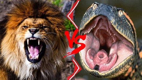 Lion Vs Anaconda African Lion Vs Green Anaconda Who Would Win Youtube